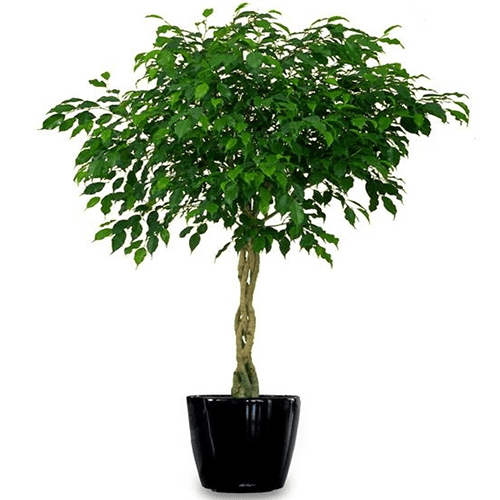 Pianta ficus intrecciato