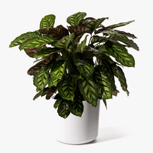 Pianta Calathea