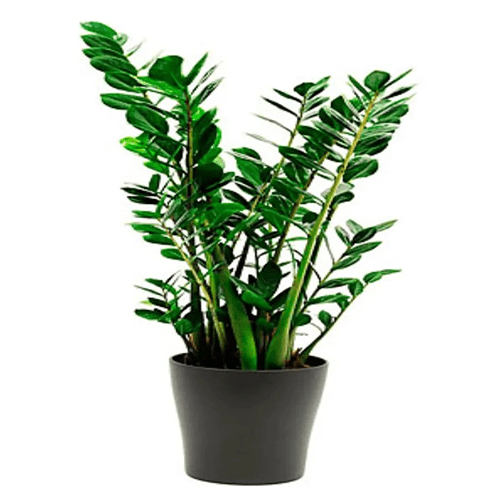 Pianta Zamioculcas